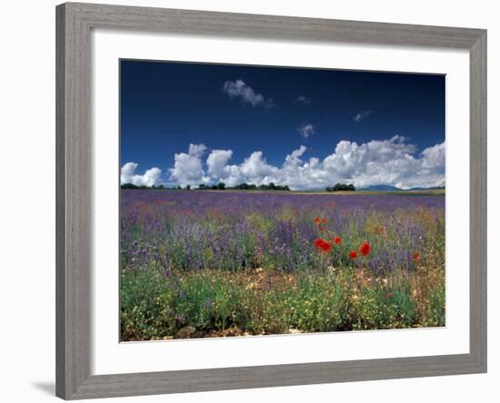 Lavender Field, Provence, France-Gavriel Jecan-Framed Photographic Print