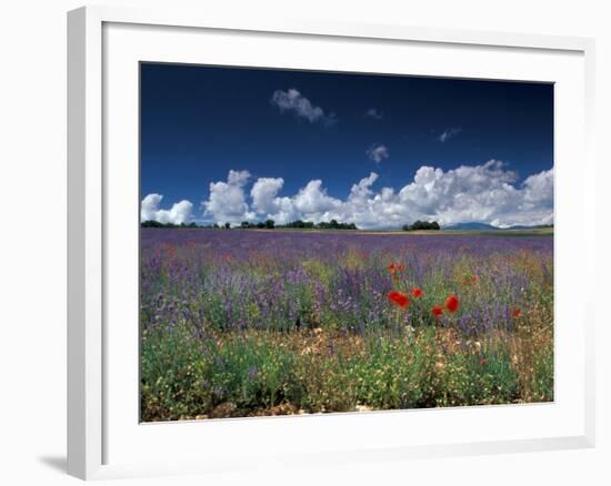 Lavender Field, Provence, France-Gavriel Jecan-Framed Photographic Print