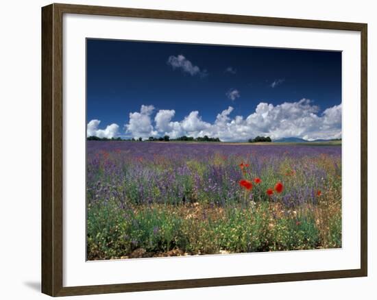 Lavender Field, Provence, France-Gavriel Jecan-Framed Photographic Print