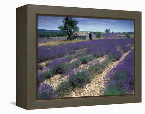 Lavender Field, Provence, France-Gavriel Jecan-Framed Premier Image Canvas