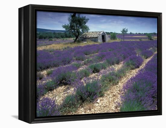 Lavender Field, Provence, France-Gavriel Jecan-Framed Premier Image Canvas