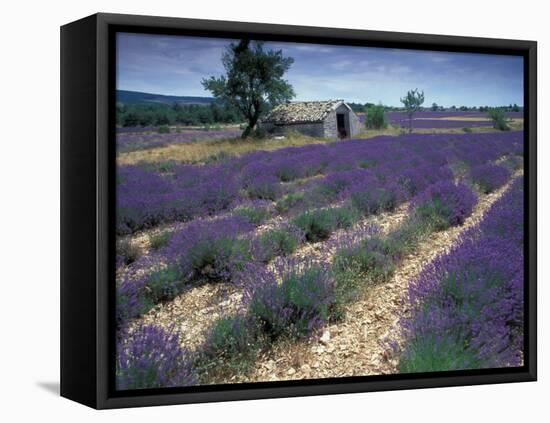 Lavender Field, Provence, France-Gavriel Jecan-Framed Premier Image Canvas