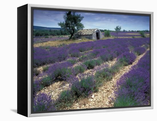 Lavender Field, Provence, France-Gavriel Jecan-Framed Premier Image Canvas