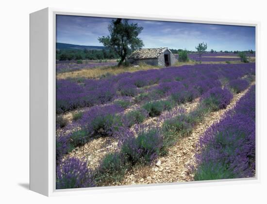 Lavender Field, Provence, France-Gavriel Jecan-Framed Premier Image Canvas