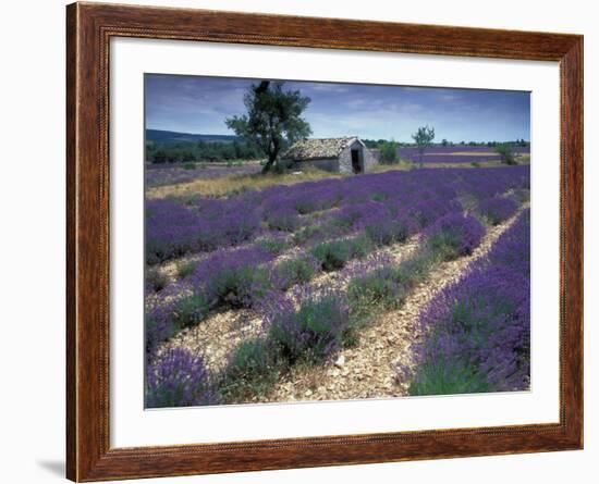 Lavender Field, Provence, France-Gavriel Jecan-Framed Photographic Print