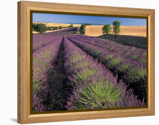 Lavender Field, Provence, France-Gavriel Jecan-Framed Premier Image Canvas