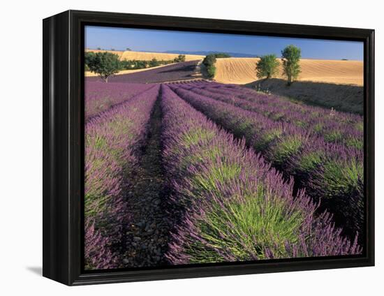 Lavender Field, Provence, France-Gavriel Jecan-Framed Premier Image Canvas