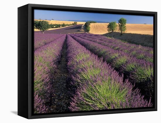 Lavender Field, Provence, France-Gavriel Jecan-Framed Premier Image Canvas