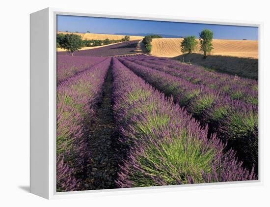 Lavender Field, Provence, France-Gavriel Jecan-Framed Premier Image Canvas