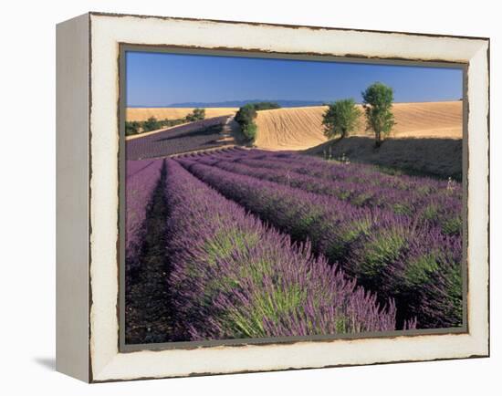 Lavender Field, Provence, France-Gavriel Jecan-Framed Premier Image Canvas