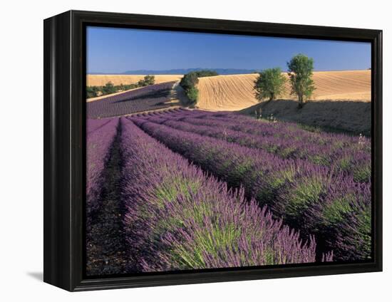 Lavender Field, Provence, France-Gavriel Jecan-Framed Premier Image Canvas