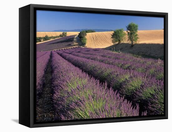 Lavender Field, Provence, France-Gavriel Jecan-Framed Premier Image Canvas