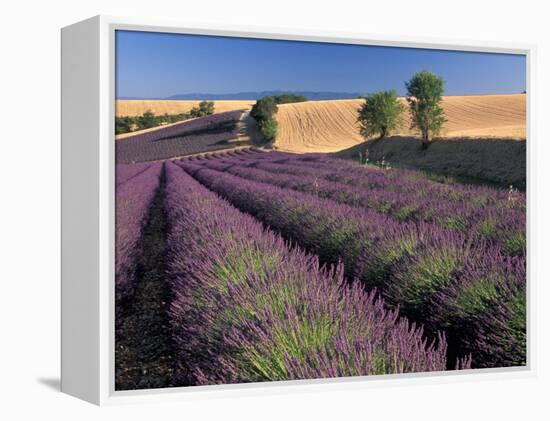 Lavender Field, Provence, France-Gavriel Jecan-Framed Premier Image Canvas