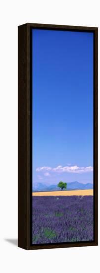 Lavender Field Provence France-null-Framed Stretched Canvas