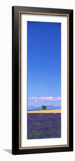 Lavender Field Provence France-null-Framed Photographic Print