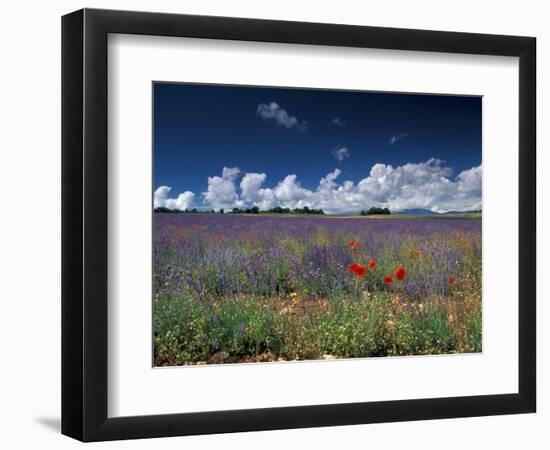 Lavender Field, Provence, France-Gavriel Jecan-Framed Photographic Print