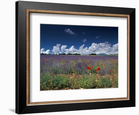 Lavender Field, Provence, France-Gavriel Jecan-Framed Photographic Print