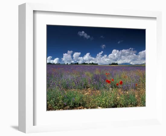 Lavender Field, Provence, France-Gavriel Jecan-Framed Photographic Print