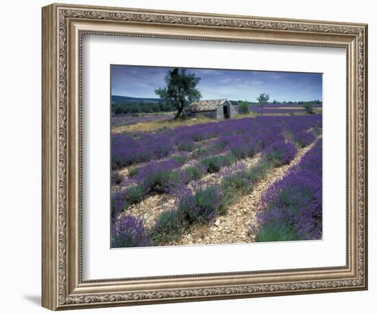 Lavender Field, Provence, France-Gavriel Jecan-Framed Photographic Print