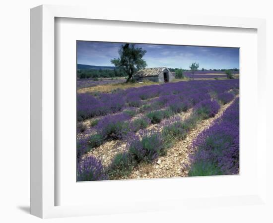 Lavender Field, Provence, France-Gavriel Jecan-Framed Photographic Print