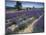Lavender Field, Provence, France-Gavriel Jecan-Mounted Photographic Print