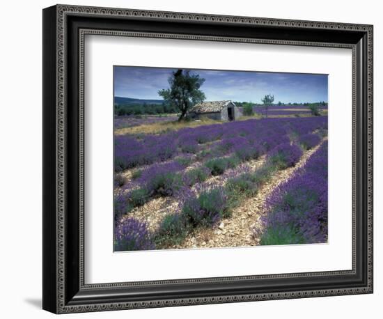 Lavender Field, Provence, France-Gavriel Jecan-Framed Photographic Print