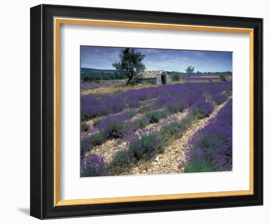 Lavender Field, Provence, France-Gavriel Jecan-Framed Photographic Print