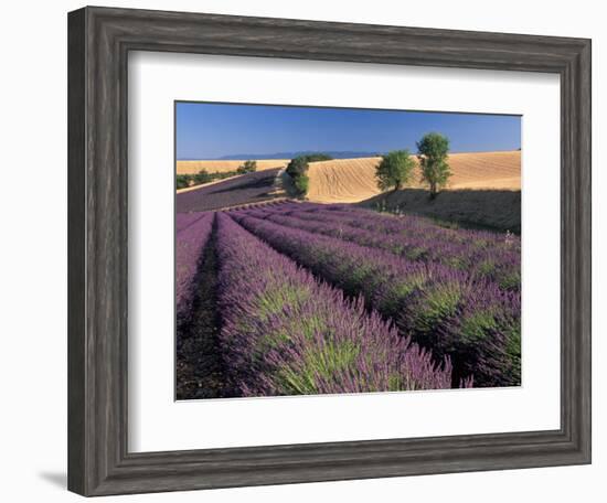 Lavender Field, Provence, France-Gavriel Jecan-Framed Photographic Print