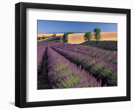 Lavender Field, Provence, France-Gavriel Jecan-Framed Photographic Print