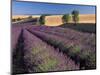 Lavender Field, Provence, France-Gavriel Jecan-Mounted Photographic Print