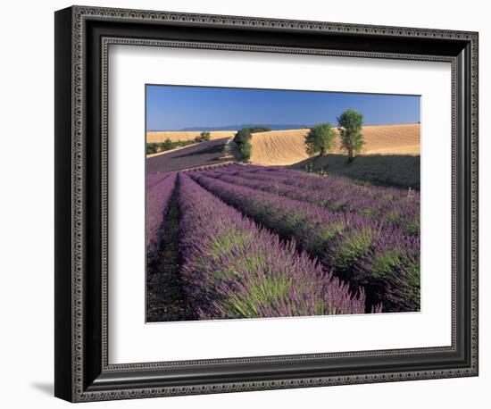 Lavender Field, Provence, France-Gavriel Jecan-Framed Photographic Print