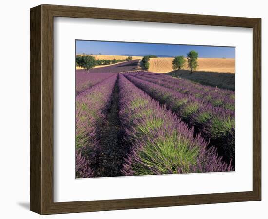 Lavender Field, Provence, France-Gavriel Jecan-Framed Photographic Print