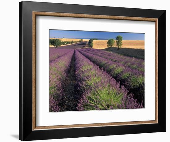 Lavender Field, Provence, France-Gavriel Jecan-Framed Photographic Print