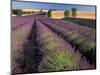 Lavender Field, Provence, France-Gavriel Jecan-Mounted Photographic Print