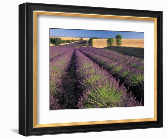 Lavender Field, Provence, France-Gavriel Jecan-Framed Photographic Print