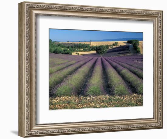 Lavender Field, Provence, France-Gavriel Jecan-Framed Photographic Print