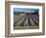 Lavender Field, Provence, France-Gavriel Jecan-Framed Photographic Print