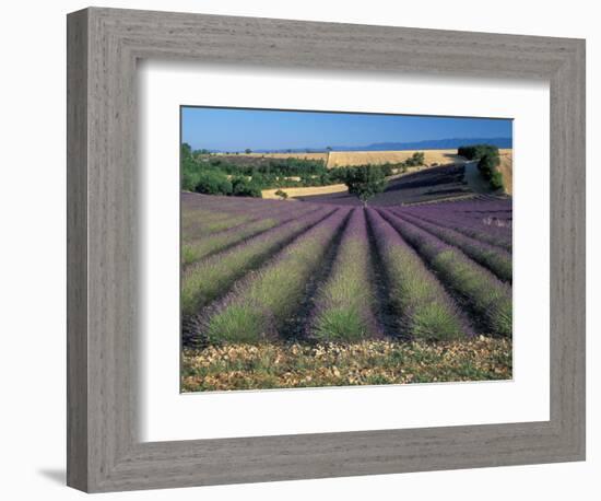 Lavender Field, Provence, France-Gavriel Jecan-Framed Photographic Print