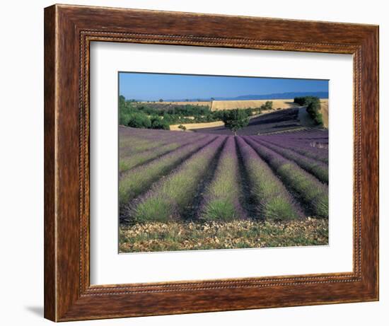 Lavender Field, Provence, France-Gavriel Jecan-Framed Photographic Print