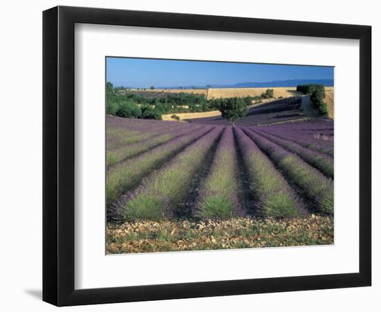 Lavender Field, Provence, France-Gavriel Jecan-Framed Photographic Print