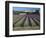 Lavender Field, Provence, France-Gavriel Jecan-Framed Photographic Print