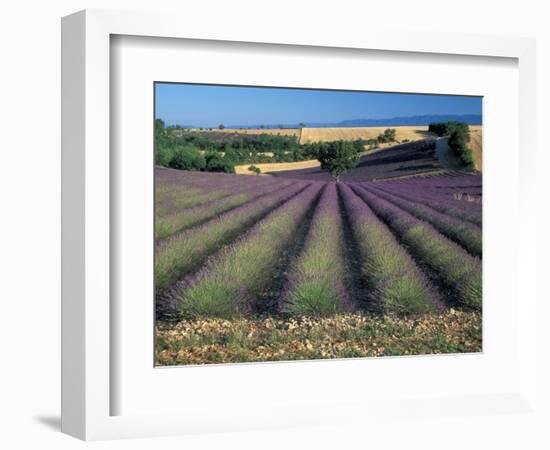 Lavender Field, Provence, France-Gavriel Jecan-Framed Photographic Print