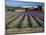 Lavender Field, Provence, France-Gavriel Jecan-Mounted Photographic Print