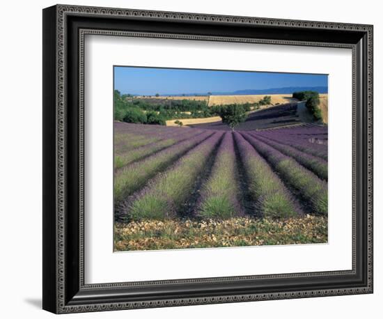 Lavender Field, Provence, France-Gavriel Jecan-Framed Photographic Print