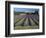 Lavender Field, Provence, France-Gavriel Jecan-Framed Photographic Print