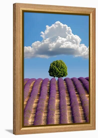 Lavender Field, Provence-Nino Marcutti-Framed Premier Image Canvas