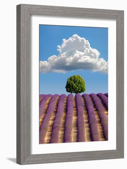 Lavender Field, Provence-Nino Marcutti-Framed Photographic Print