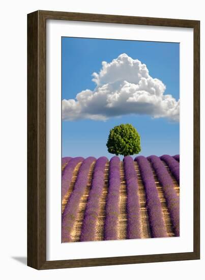 Lavender Field, Provence-Nino Marcutti-Framed Photographic Print