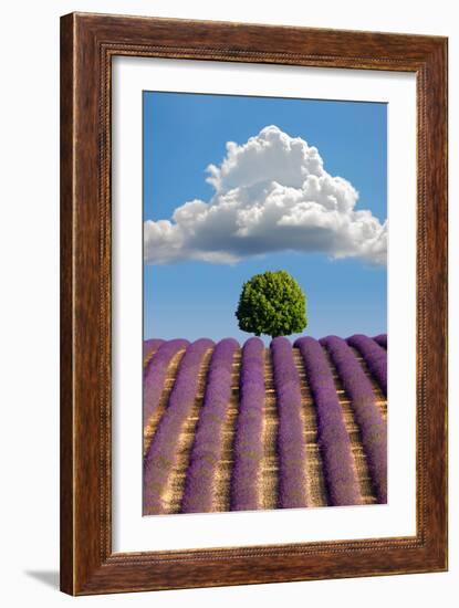 Lavender Field, Provence-Nino Marcutti-Framed Photographic Print