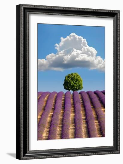 Lavender Field, Provence-Nino Marcutti-Framed Photographic Print